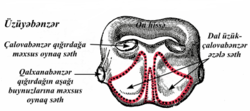 Üzüyəbənzər qığırdaq