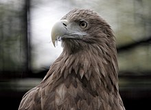 The white-tailed sea eagle (Haliaeetus albicilla). Reintroduced to Scotland from Norway after an absence of 60 years. Haliaeetus-albicilla-002.jpg