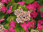 Hydrangea macrophylla 'Rotschwanz'