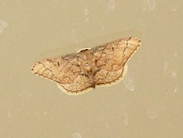 Idaea amplipennis