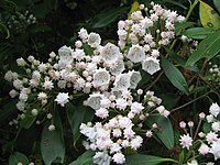 Kalmia latifolia разновидности.jpg