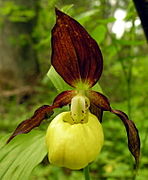 Cypripedium, sabot de Vénus.