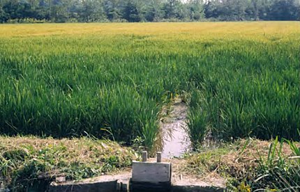 Regió de Vercelli (Itàlia), setembre de 1987