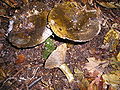 Ryzec šeredný (Lactarius turpis)