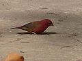 Senegalamarant Red-billed Firefinch male