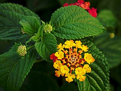 Flor de Lantana camara