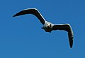 Una gaviota en vuelo.