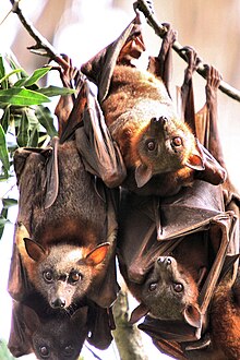 The image depicts a group of large bats hanging from a tree