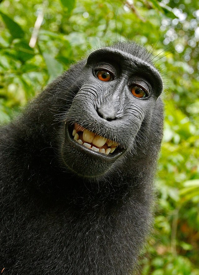 תמונת "סלפי" שצולמה בידי נקבת מקוק שחור בגן חיות באינדונזיה.