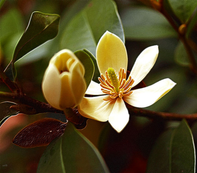 Description de l'image Magnolia figo.jpg.