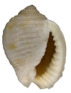 Malea pomum (Linné, 1758) (4574793541).jpg