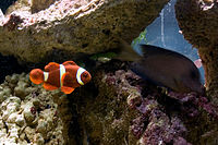 Maroon clownfish and a tang