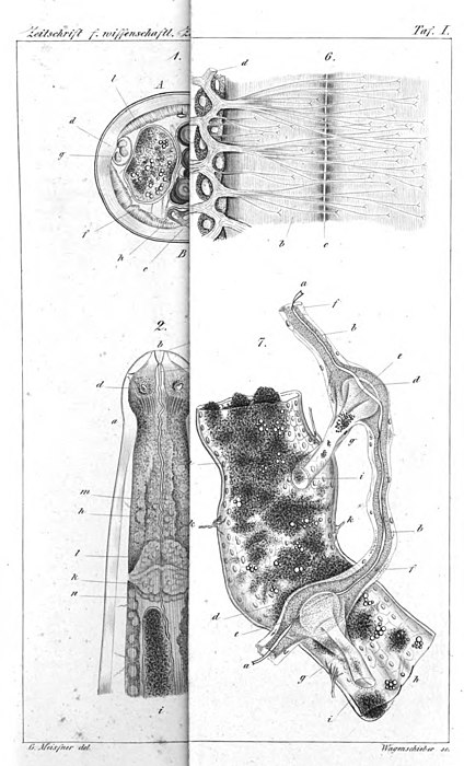 Fig. 1. Dwarsdoorsnede ongeveer in het midden van het lichaam. Fig. 2. Kopeind. Fig: 6. Zenuwen verbonden met de spieren. Fig. 7. Verteringsstelsel.