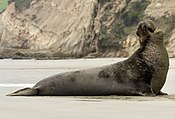 Mirounga angustirostris, Point Reyes (изрязано) .jpg