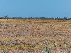Mitchell Grass Downs после дождя Boulia Shire Queensland P1070007.jpg
