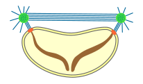 pleuromitosi extranuklear itxia