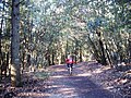 Ciclista sul Monte Conero