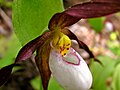 Miniatura para Cypripedium montanum