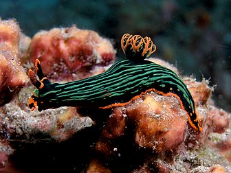 Un nudibranche (Nembrotha kubaryana) photographié au large du Timor oriental. (définition réelle 2 253 × 1 691)