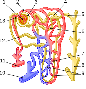 Nephron illustration.svg