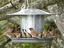 A group of Nutmeg Mannikins at a bird feeder