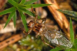 Ornithomya avicularia