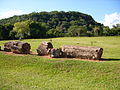 Petrified wood in the Paleobotanic Park