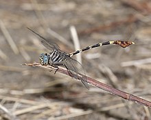 Phyllogomphoides albrighti