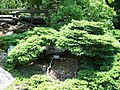 Picea abies 'Nidiformis', cultivar nan