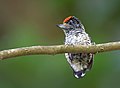 White-bellied piculet