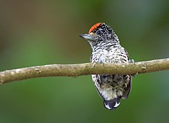 White-bellied Piculet (Q1264620)