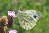 Žiličasti kupusar (Pieris napi)