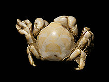 pea crab pictures