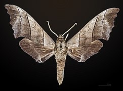 Male