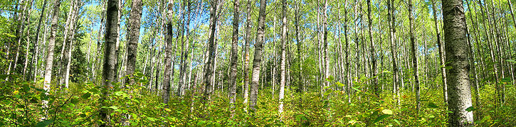 Dans la forêt du Parc national du Mont-Riding.