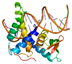 Белок E2F4 PDB 1cf7.png