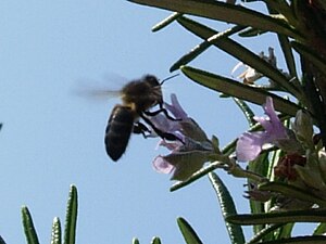 Abeja recogiendo polen.