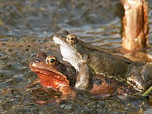 Common frogs sorting out their spawn RanaTemporariaAmplex.JPG