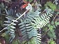 Μαυρονόρος Γρεβενών, σπάνιο φυτό