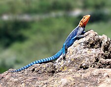 Ing red-headed rock agama (Agama agama) king Kenya.