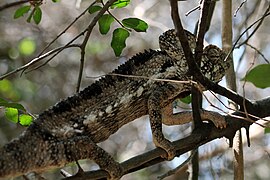 Reuzenkameleon (Furcifer oustaleti)