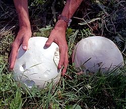 Jötungíma (Calvatia gigantea)