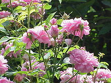 Rosa damascena0.jpg