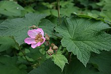 R. odoratus leaves and flower Rubus-odoratus-flower2.JPG