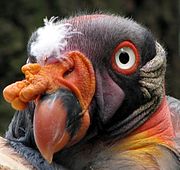 File:Sarcoramphus-papa-king-vulture-closeup-0a.jpg sarcoramphus papa king vulture closeup