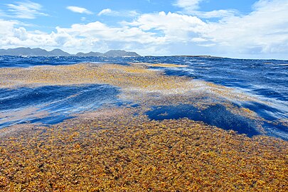 Sargassum off Tintamarre Island in the Saint-Martin national nature reserve