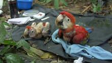 Scarlet Macaw (Ara macao) chicks examined by biologists in Tambopata.