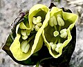 Two upward-facing flowers borne on newly-emerged shoot