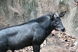 De Sumatraanske boskgims (Capricornis sumatraensis).