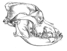 Bulldog skull - sketch Skull of bulldog - Keulemans.png